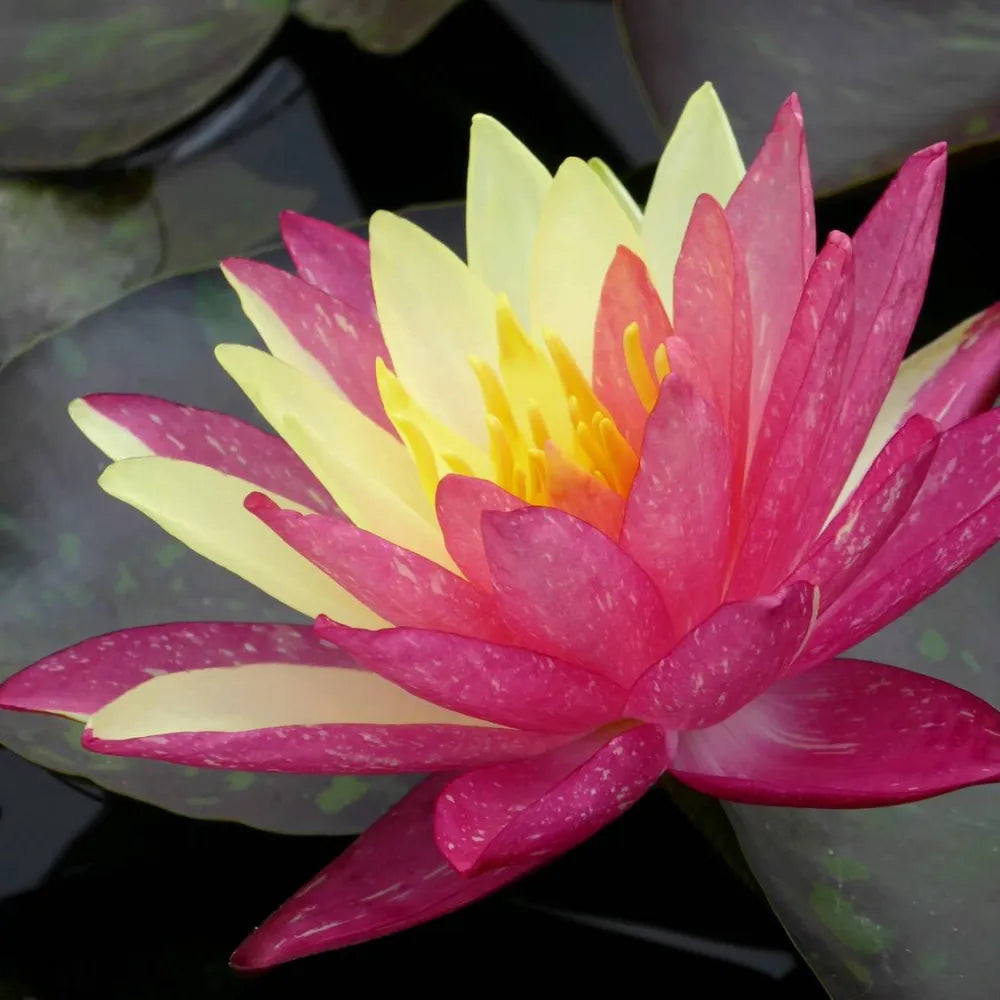 Nymphaea ‘Wanvisa’ | ‘Wanvisa’ water lily