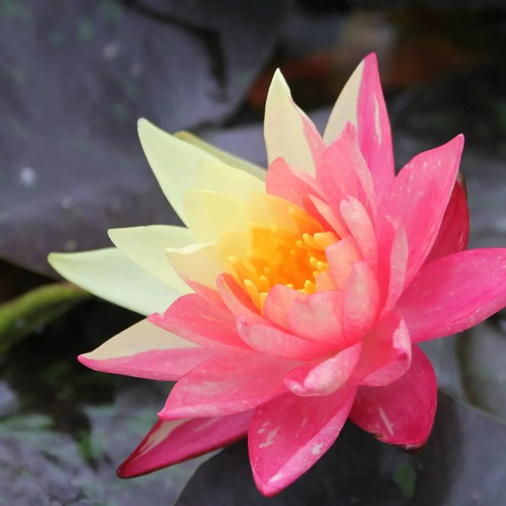 Nymphaea ‘Wanvisa’ | ‘Wanvisa’ water lily