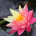 Nymphaea ‘Wanvisa’ | ‘Wanvisa’ water lily