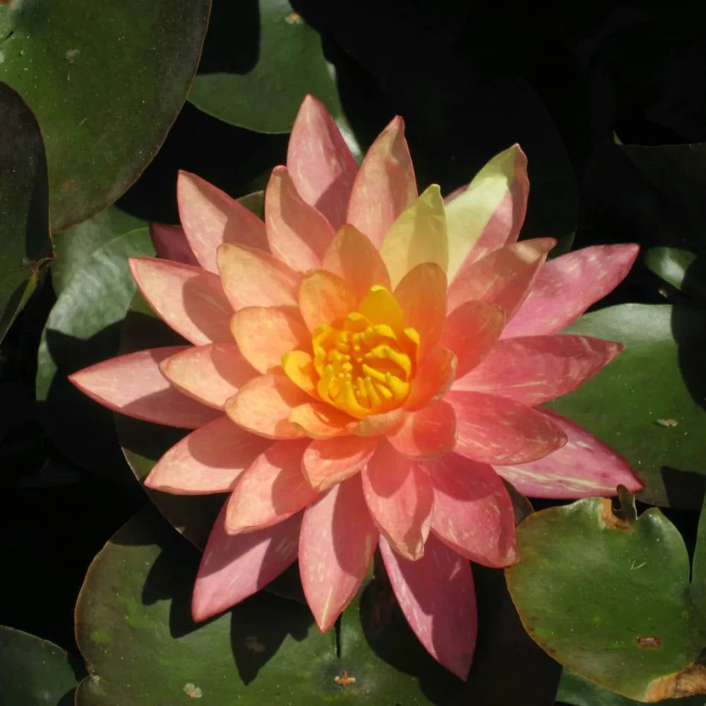 Nymphaea ‘Wanvisa’ | ‘Wanvisa’ water lily