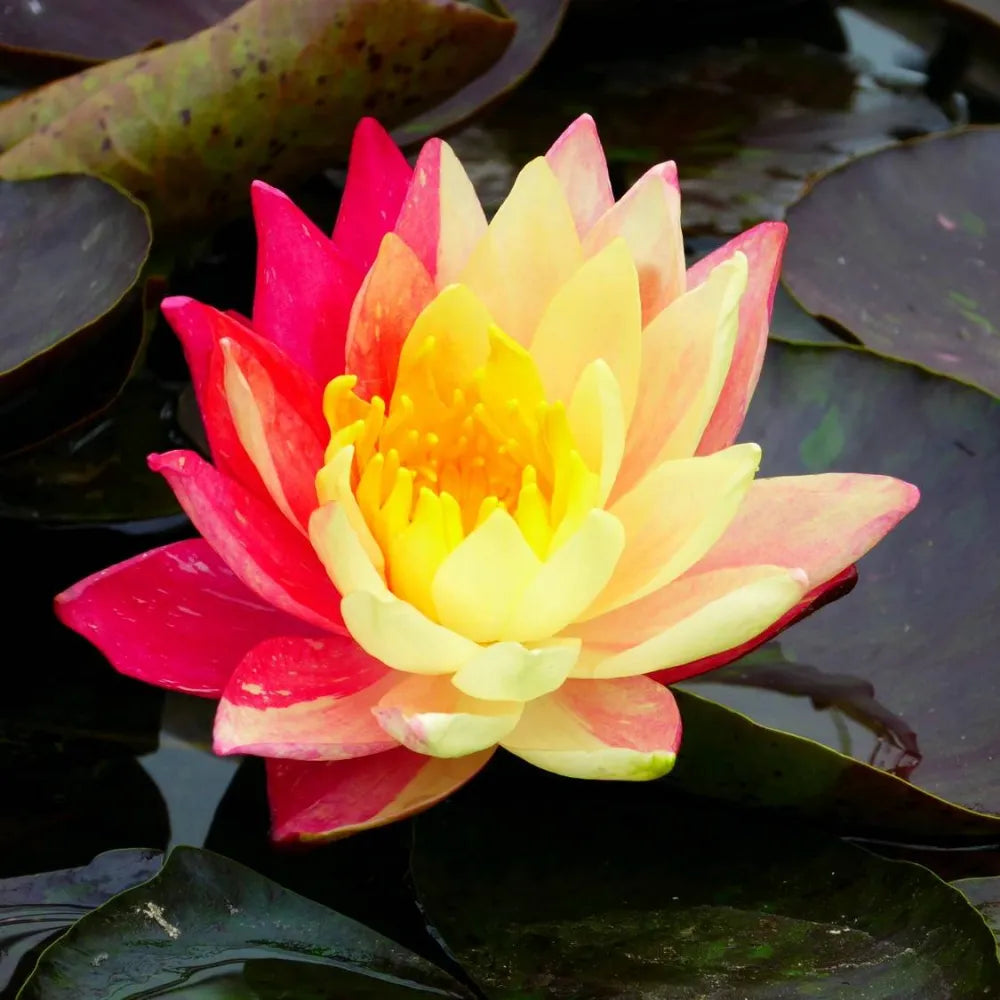 Nymphaea ‘Wanvisa’ | ‘Wanvisa’ water lily