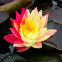 Nymphaea ‘Wanvisa’ | ‘Wanvisa’ water lily