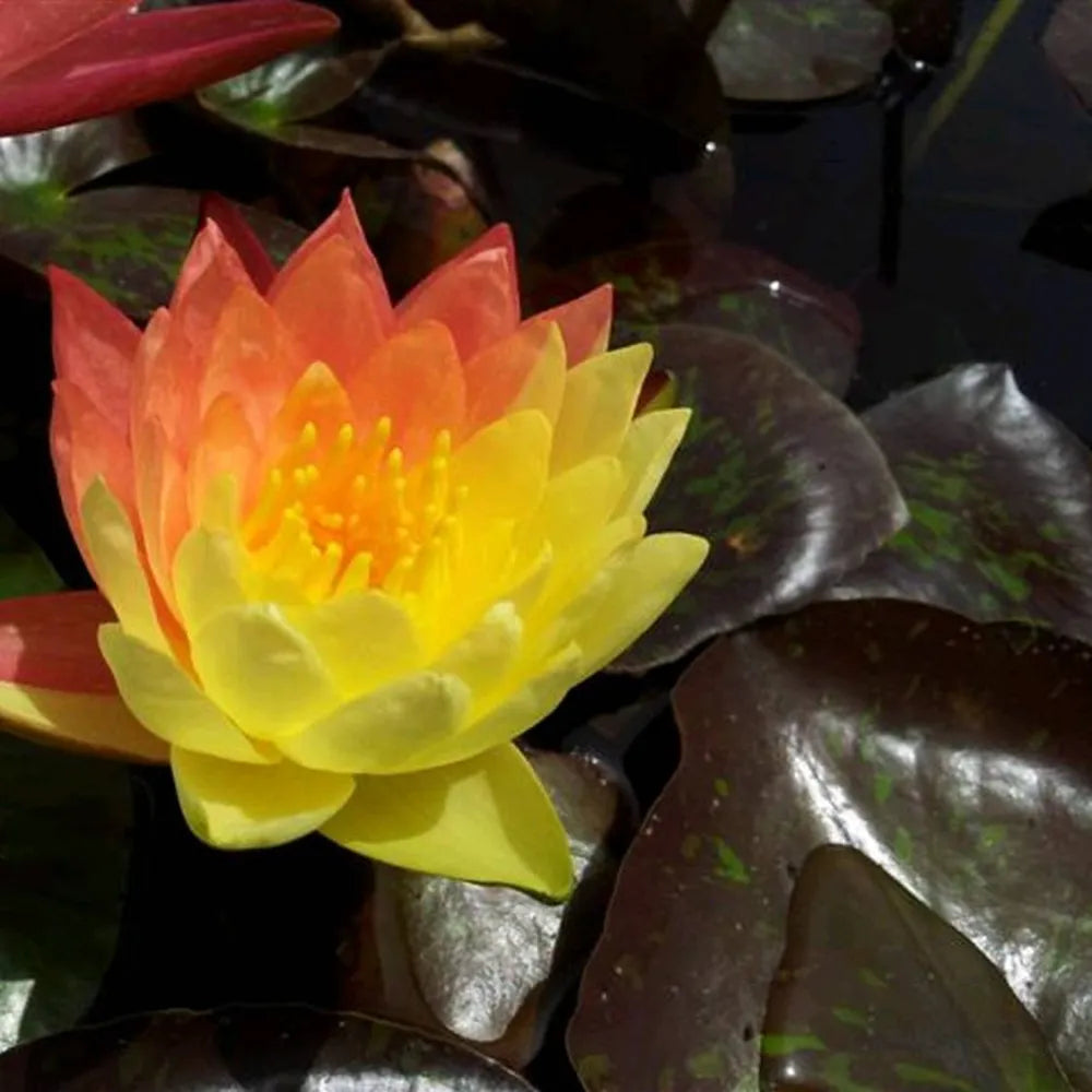 Nymphaea ‘Wanvisa’ | ‘Wanvisa’ water lily