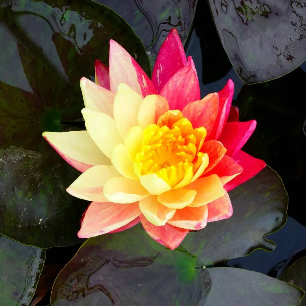 Nymphaea ‘Wanvisa’ | ‘Wanvisa’ water lily