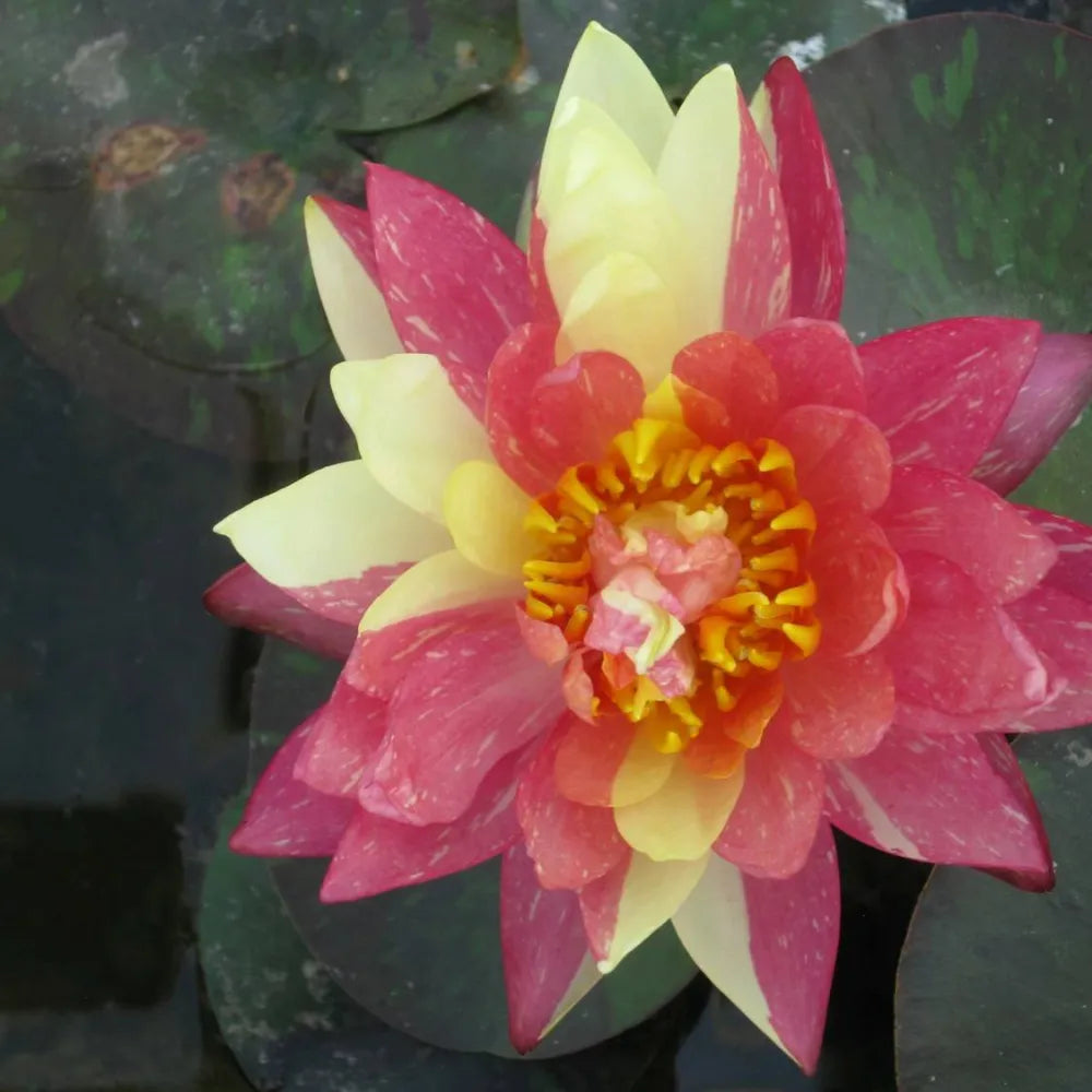 Nymphaea ‘Wanvisa’ | ‘Wanvisa’ water lily