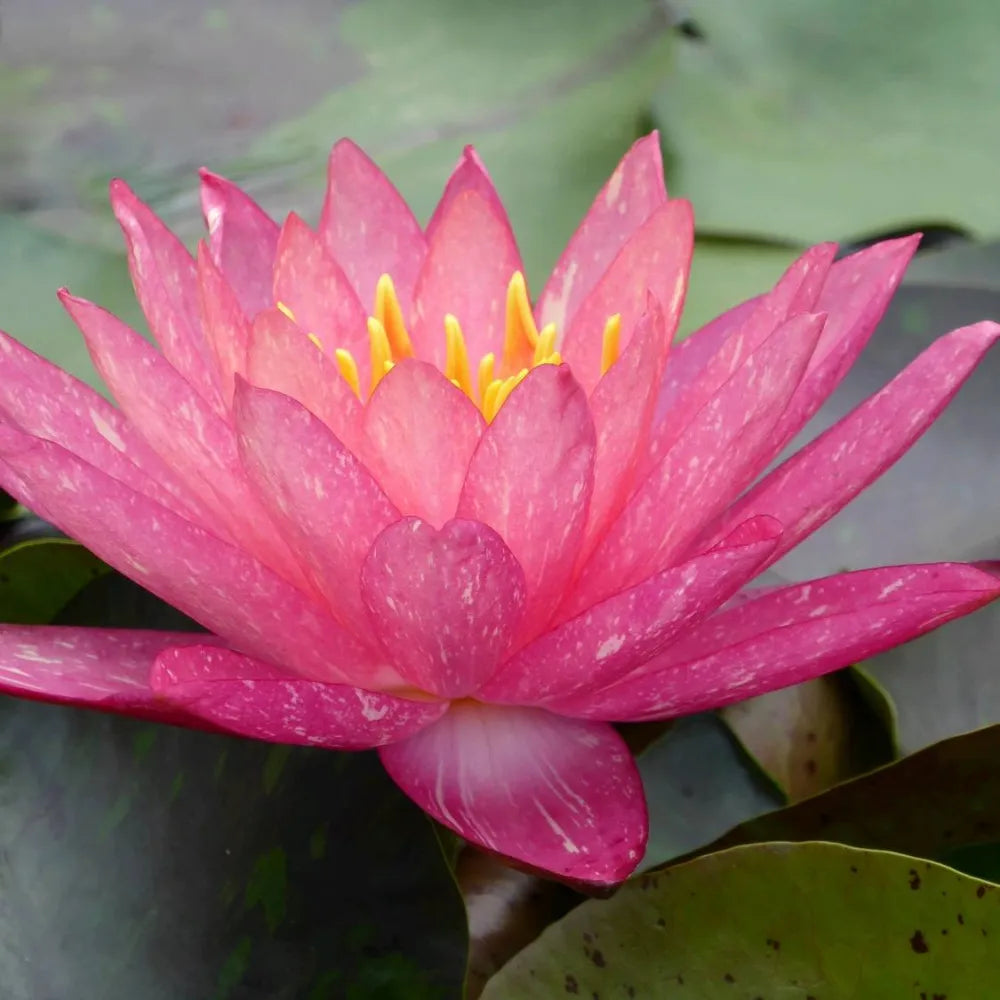 Nymphaea ‘Wanvisa’ | ‘Wanvisa’ water lily