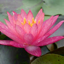 Nymphaea ‘Wanvisa’ | ‘Wanvisa’ water lily