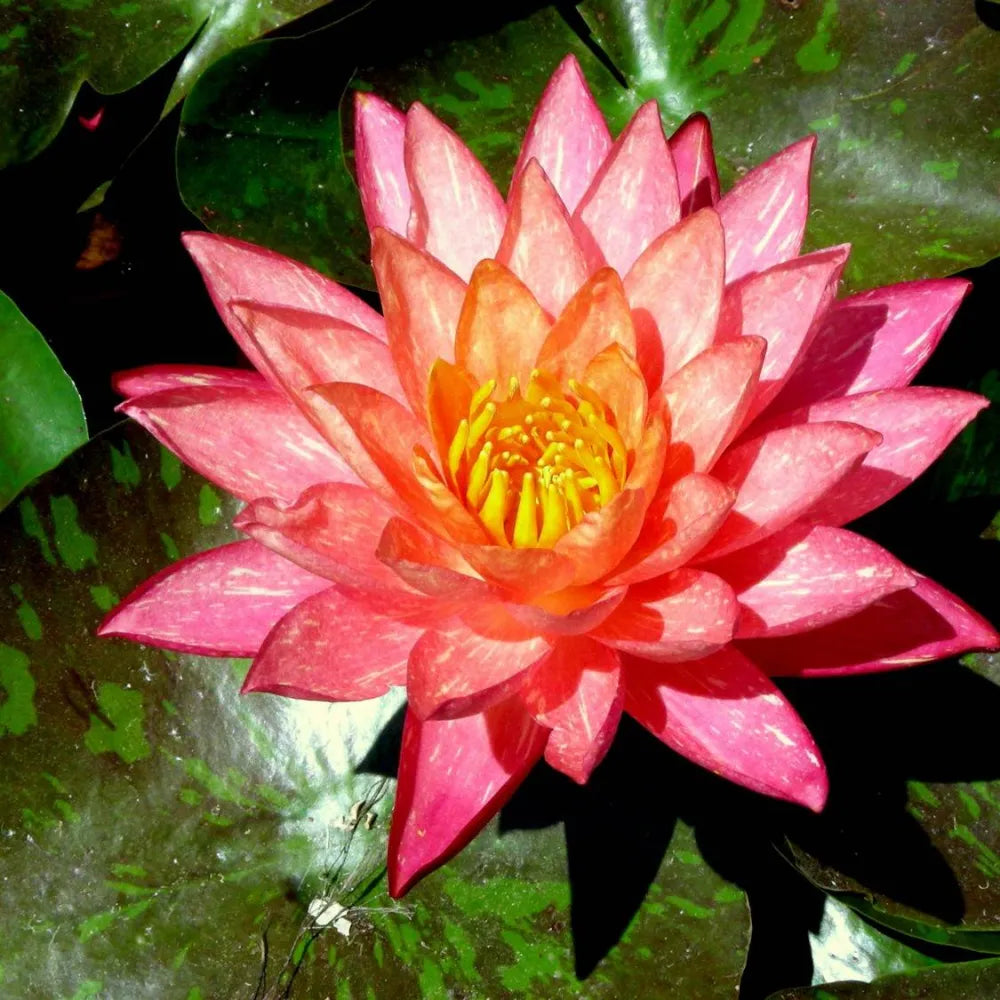 Nymphaea ‘Wanvisa’ | ‘Wanvisa’ water lily