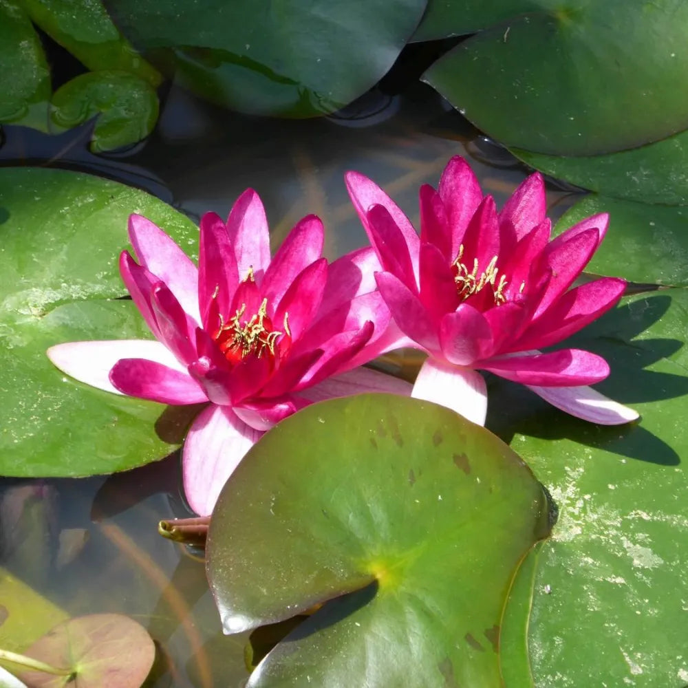 Nymphaea ‘Xiafei’ | ‘Xiafei’ water lily