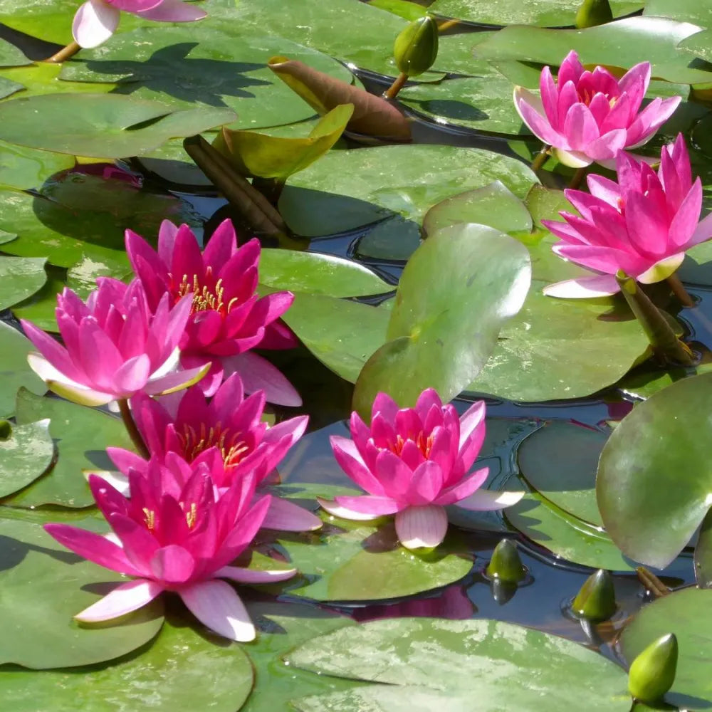 Nymphaea ‘Xiafei’ | ‘Xiafei’ water lily