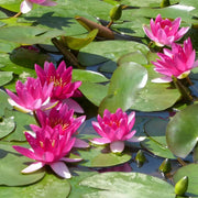 Nymphaea ‘Xiafei’ | ‘Xiafei’ water lily