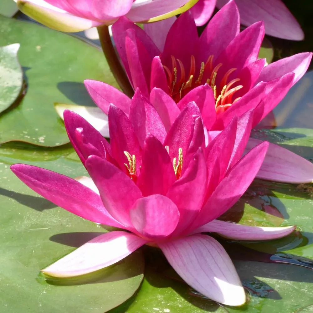 Nymphaea ‘Xiafei’ | ‘Xiafei’ water lily