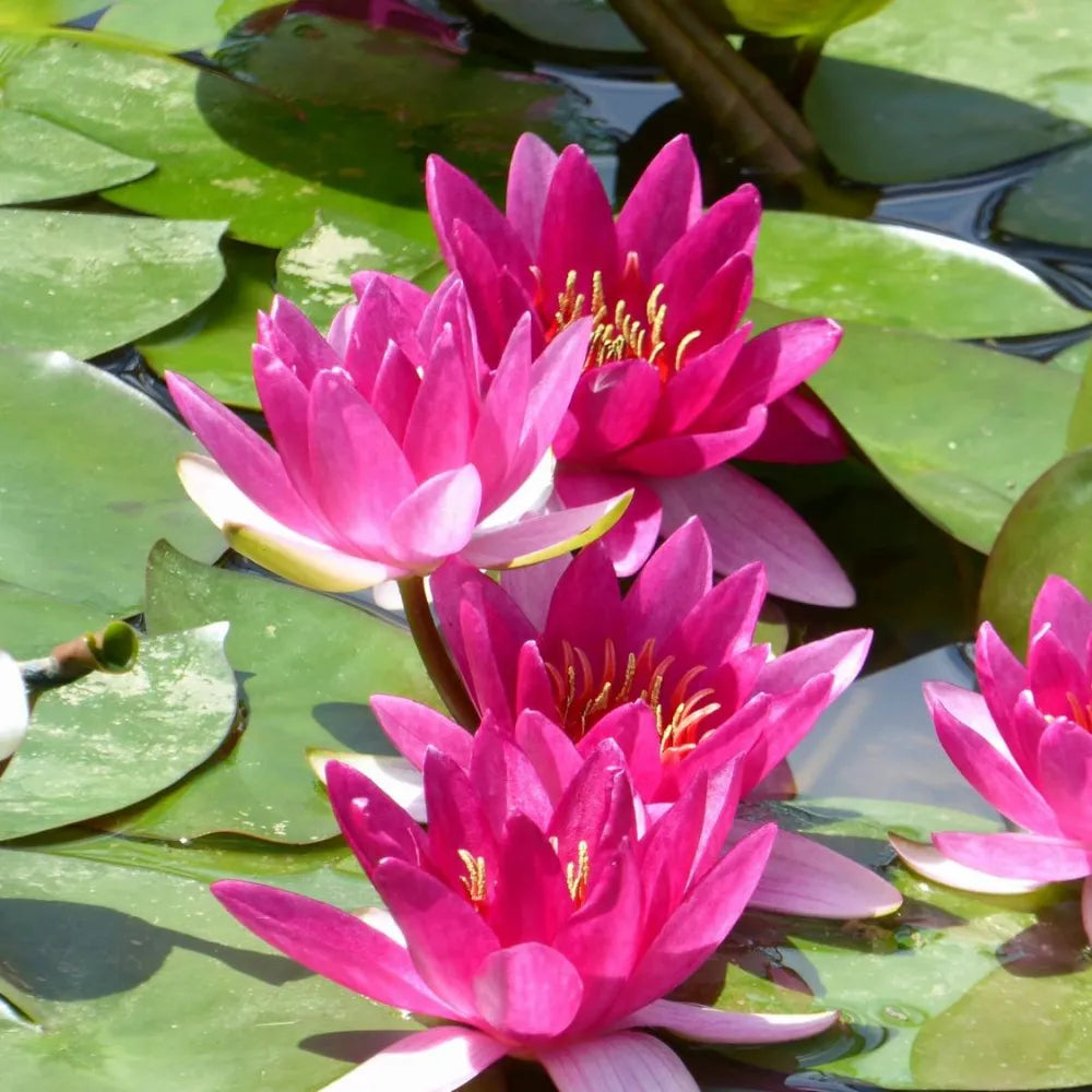 Nymphaea ‘Xiafei’ | ‘Xiafei’ water lily