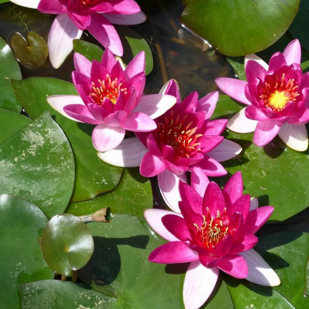 Nymphaea ‘Xiafei’ | ‘Xiafei’ water lily