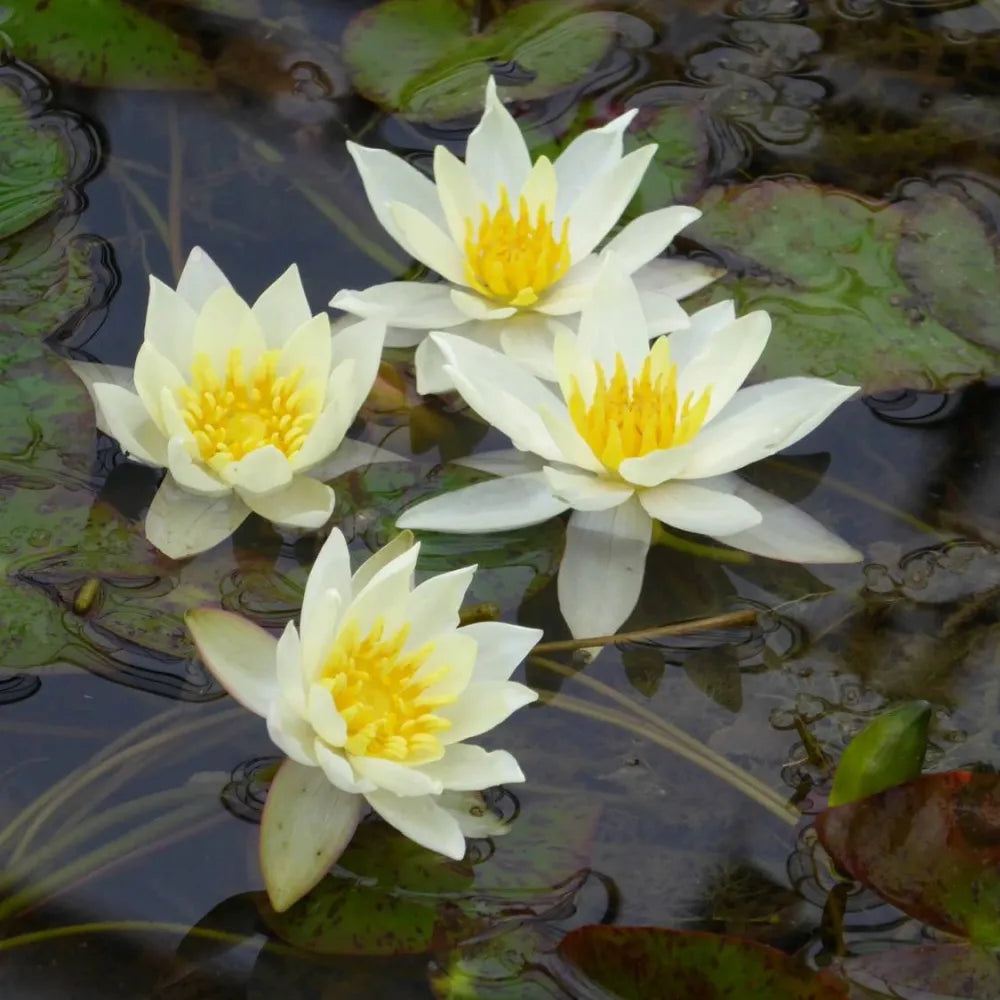 Nymphaea pygmaea ‘Helvola’ | Dwarf yellow water lily