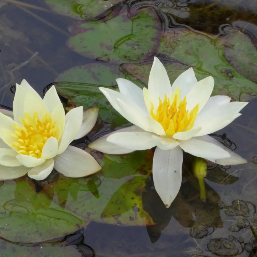 Nymphaea pygmaea ‘Helvola’ | Dwarf yellow water lily