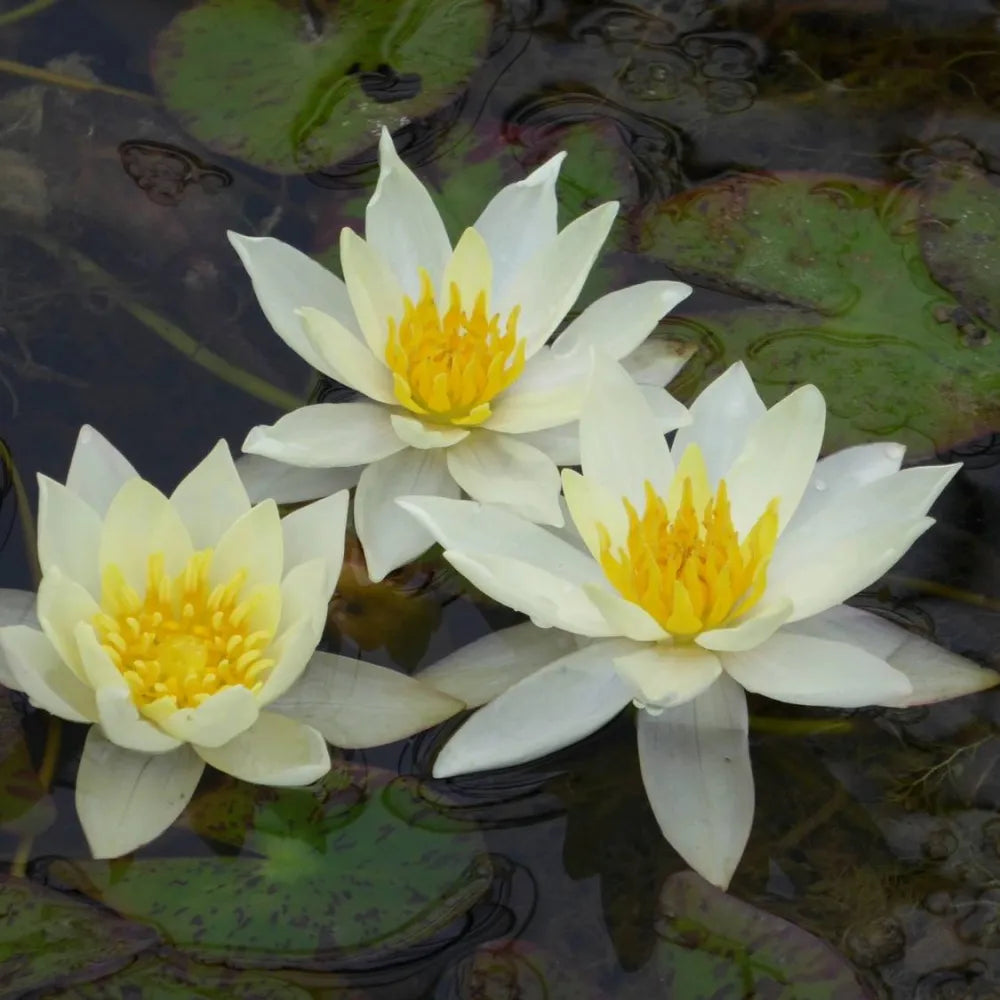 Nymphaea pygmaea ‘Helvola’ | Dwarf yellow water lily