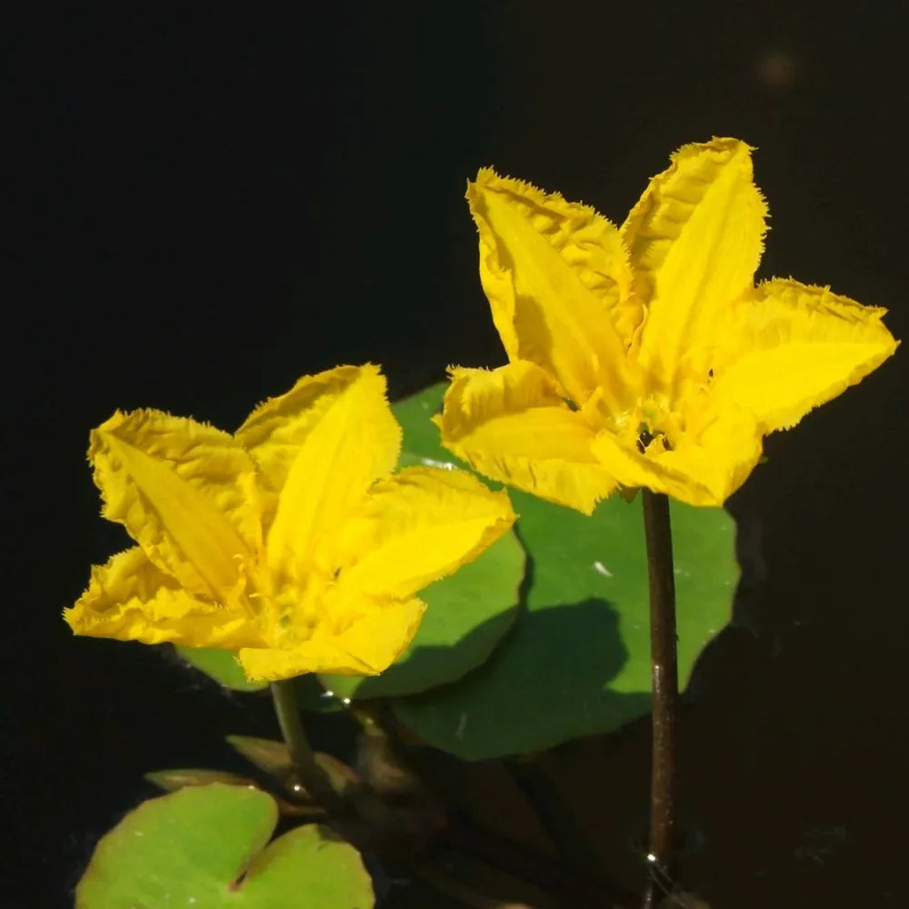 Nymphoides peltata | Fringed water lily (floating heart)