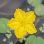 Nymphoides peltata | Fringed water lily (floating heart)
