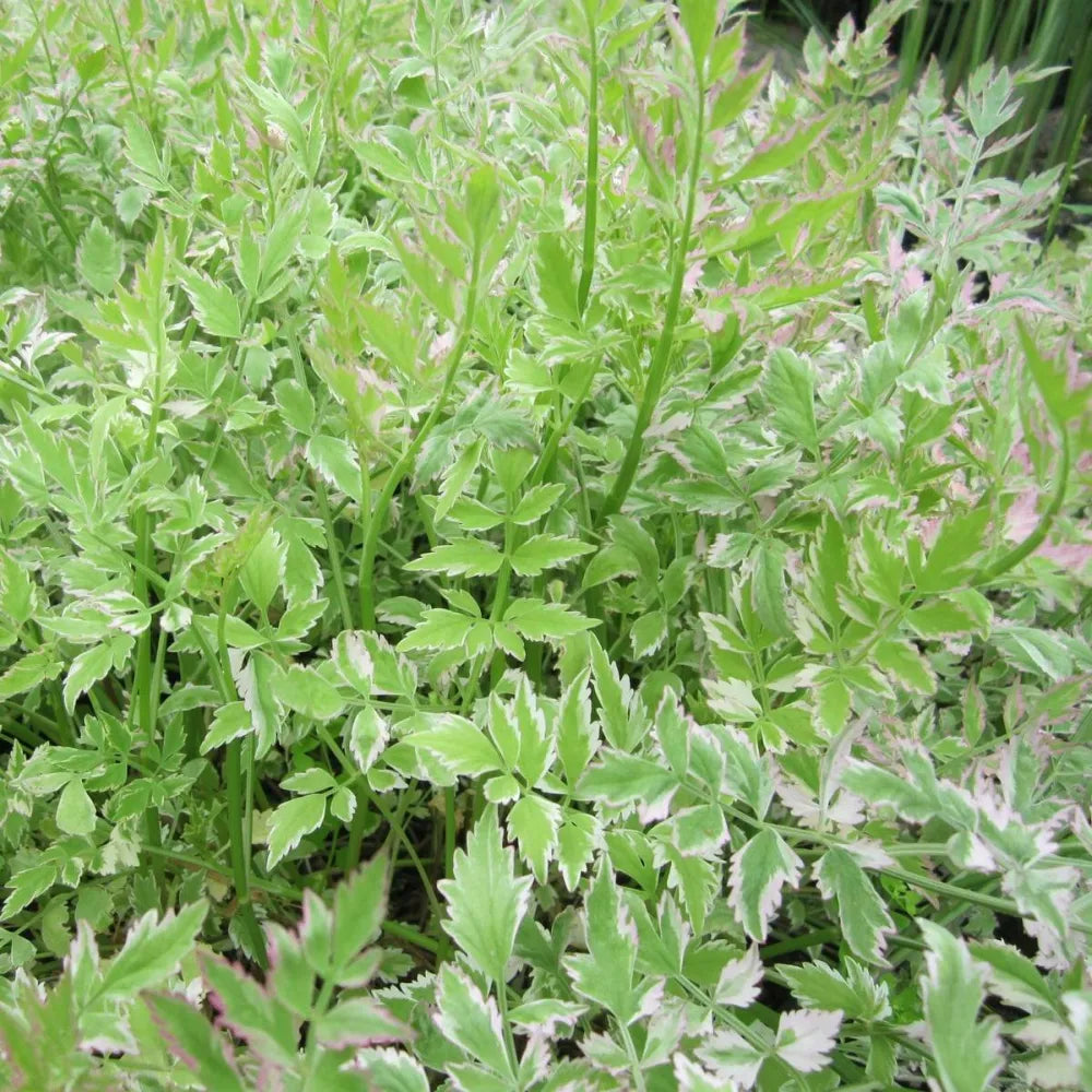 Oenanthe javanica ‘Flamingo’ | Variegated water celery ‘Flamingo’ | Marginal Plant