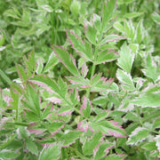 Oenanthe javanica ‘Flamingo’ | Variegated water celery ‘Flamingo’ | Marginal Plant