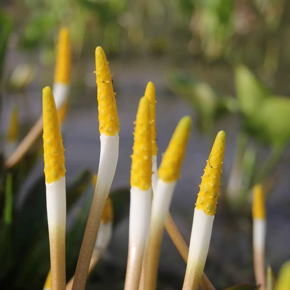 Orontium aquaticum | Golden club | Marginal Plant