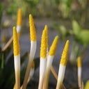 Orontium aquaticum | Golden club | Marginal Plant
