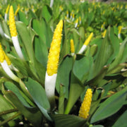 Orontium aquaticum | Golden club | Marginal Plant