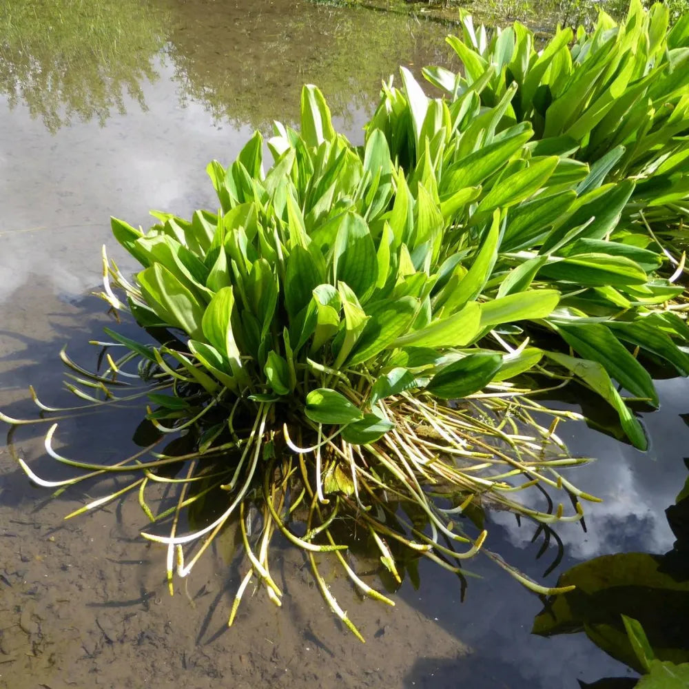 Orontium aquaticum | Golden club | Marginal Plant