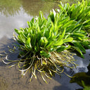 Orontium aquaticum | Golden club | Marginal Plant