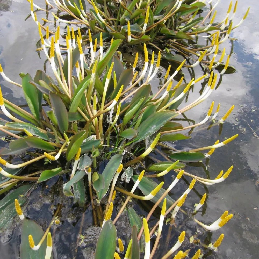Orontium aquaticum | Golden club | Marginal Plant