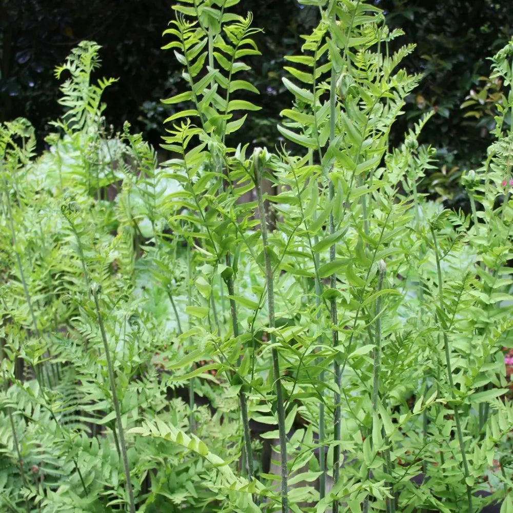 Osmunda regalis | Royal fern | Pond Side Plant