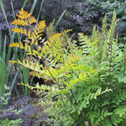 Osmunda regalis | Royal fern | Pond Side Plant