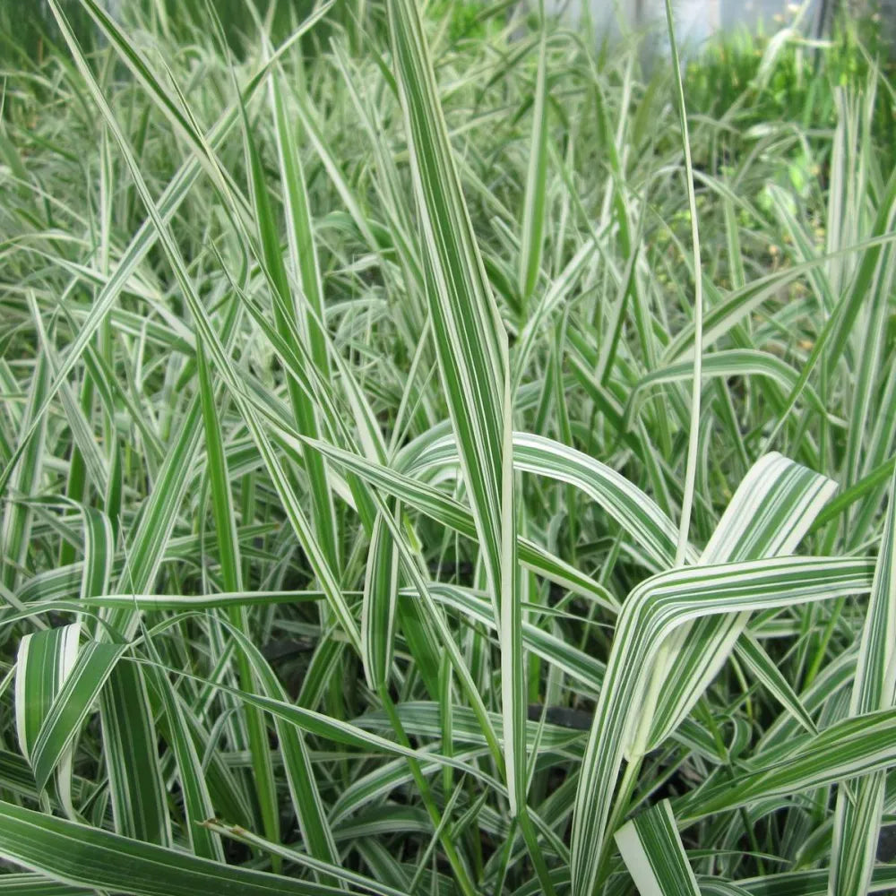 Phalaris arundinacea ‘Picta’ | Ribbon grass (variegated reed canary‑grass) | Marginal Plant