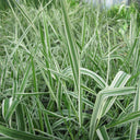 Phalaris arundinacea ‘Picta’ | Ribbon grass (variegated reed canary‑grass) | Marginal Plant