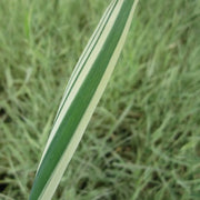 Phalaris arundinacea ‘Picta’ | Ribbon grass (variegated reed canary‑grass) | Marginal Plant