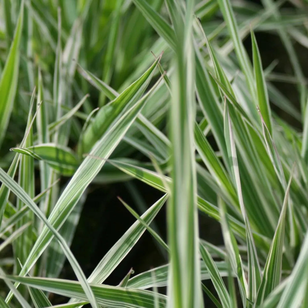 Phalaris arundinacea ‘Picta’ | Ribbon grass (variegated reed canary‑grass) | Marginal Plant