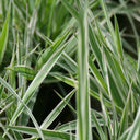 Phalaris arundinacea ‘Picta’ | Ribbon grass (variegated reed canary‑grass) | Marginal Plant