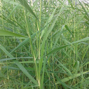 Phragmites australis | Common reed | Marginal Plant