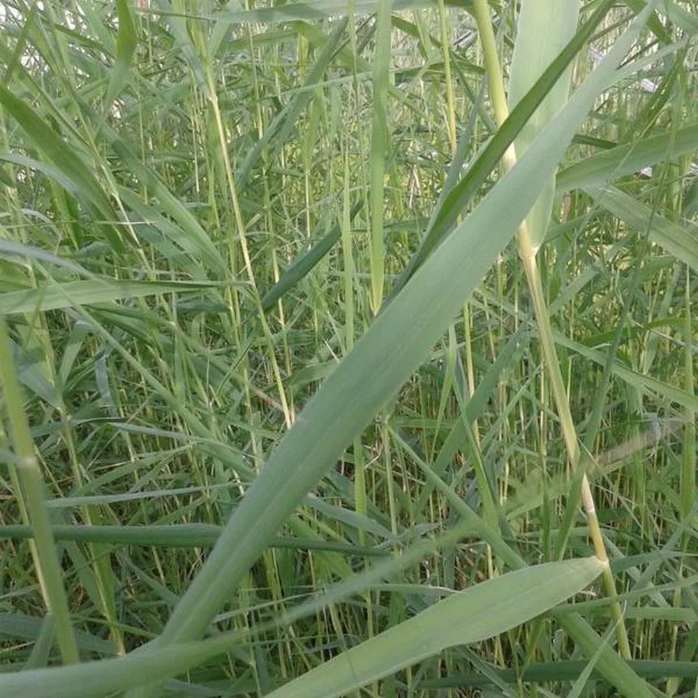 Phragmites australis | Common reed | Marginal Plant – Woven Wood