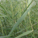 Phragmites australis | Common reed | Marginal Plant