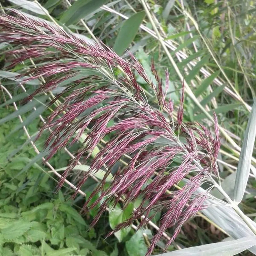 Phragmites australis | Common reed | Marginal Plant