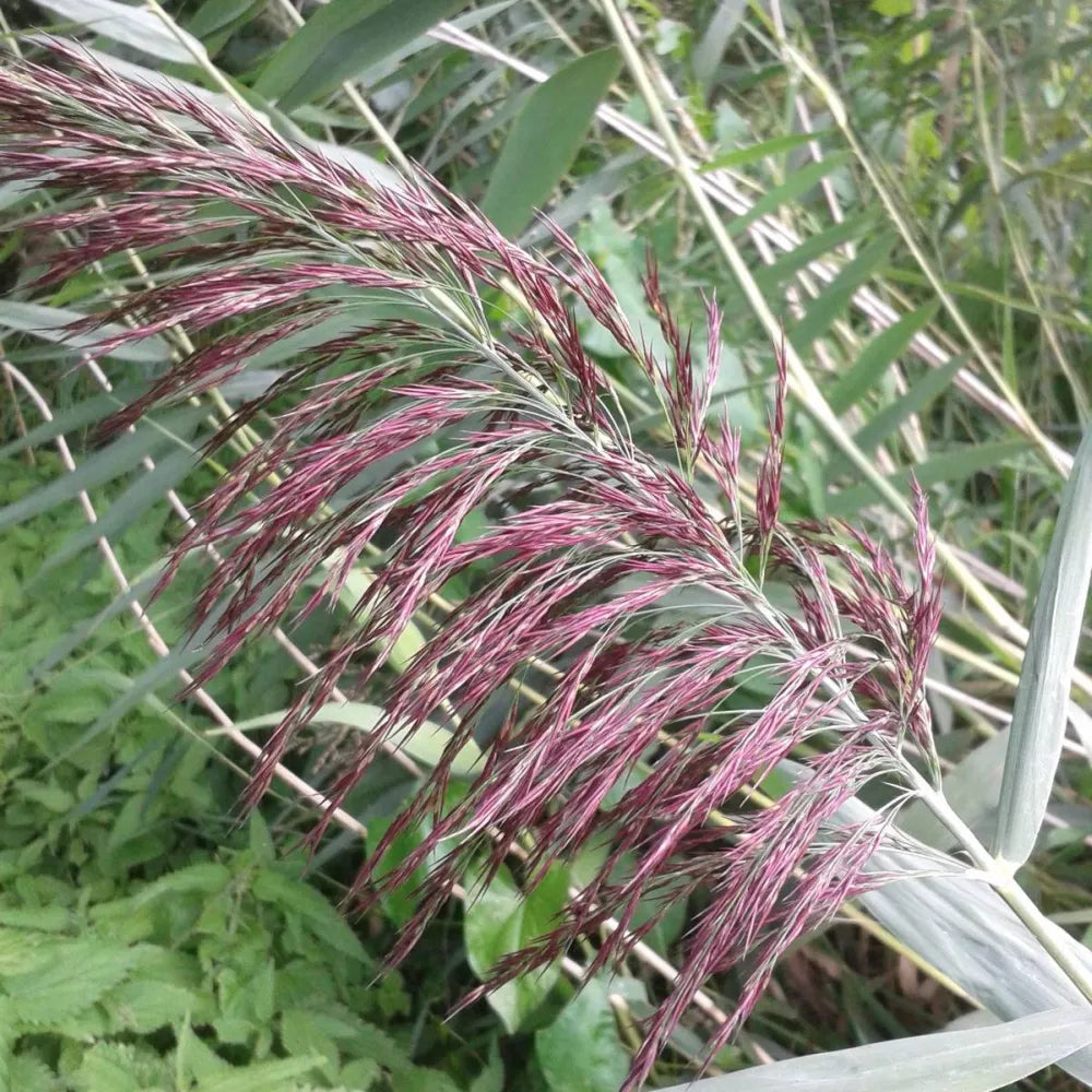 Phragmites australis | Common reed | Marginal Plant