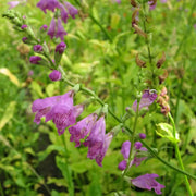 Physostegia virginiana | Obedient plant | Marginal Plant