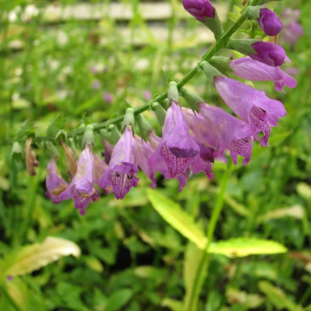 Physostegia virginiana | Obedient plant | Marginal Plant