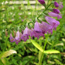 Physostegia virginiana | Obedient plant | Marginal Plant