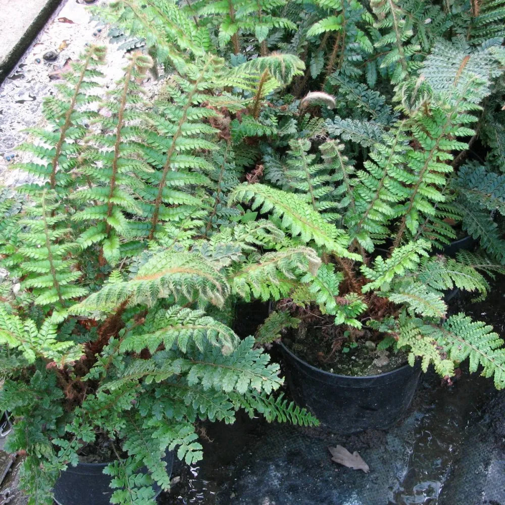 Polystichum polyblepharum | Japanese tassel fern | Pond Side Plant
