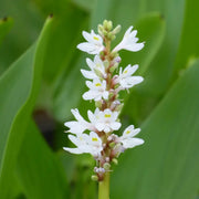 Pontederia cordata ‘Alba’ | White pickerelweed | Marginal Plant