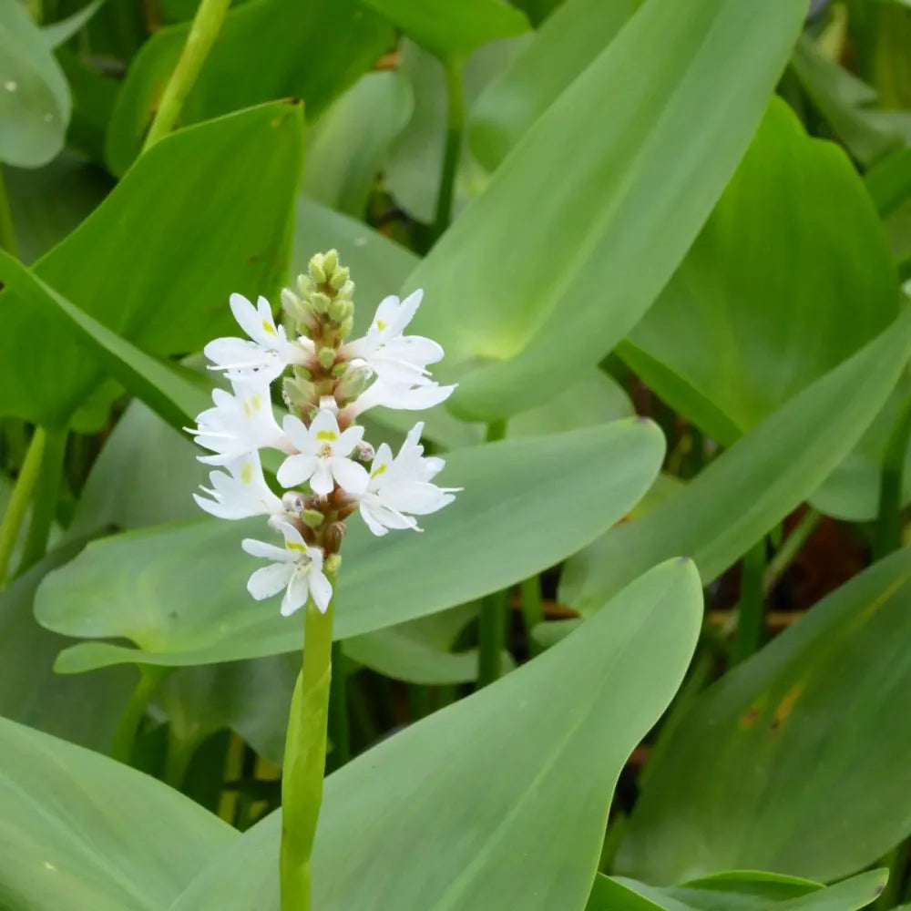 Pontederia cordata ‘Alba’ | White pickerelweed | Marginal Plant