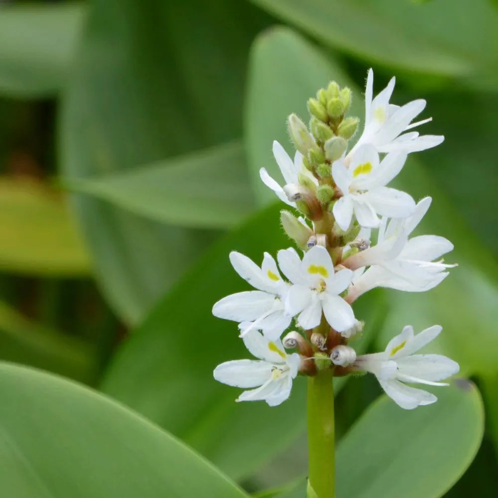 Pontederia cordata ‘Alba’ | White pickerelweed | Marginal Plant